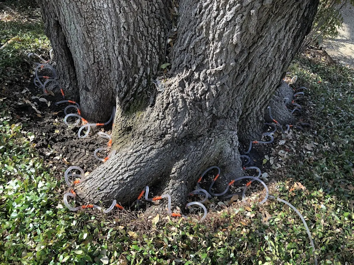 Detailed Tree Cabling and Bracing job site in Leonville