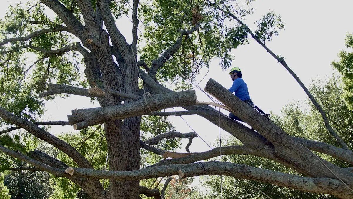 Professional Crown Thinning performed by certified arborists in Leonville